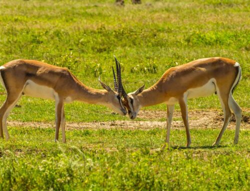 Resolving Extreme Conflict in Family Enterprises